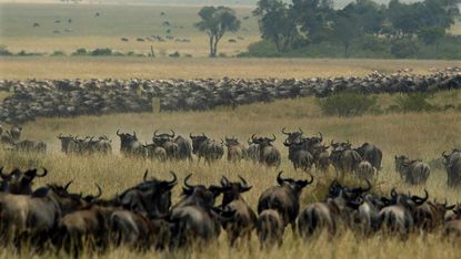 Wildebeest migrating through the Maasai Mara