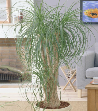 ponytail palm tree in a living room