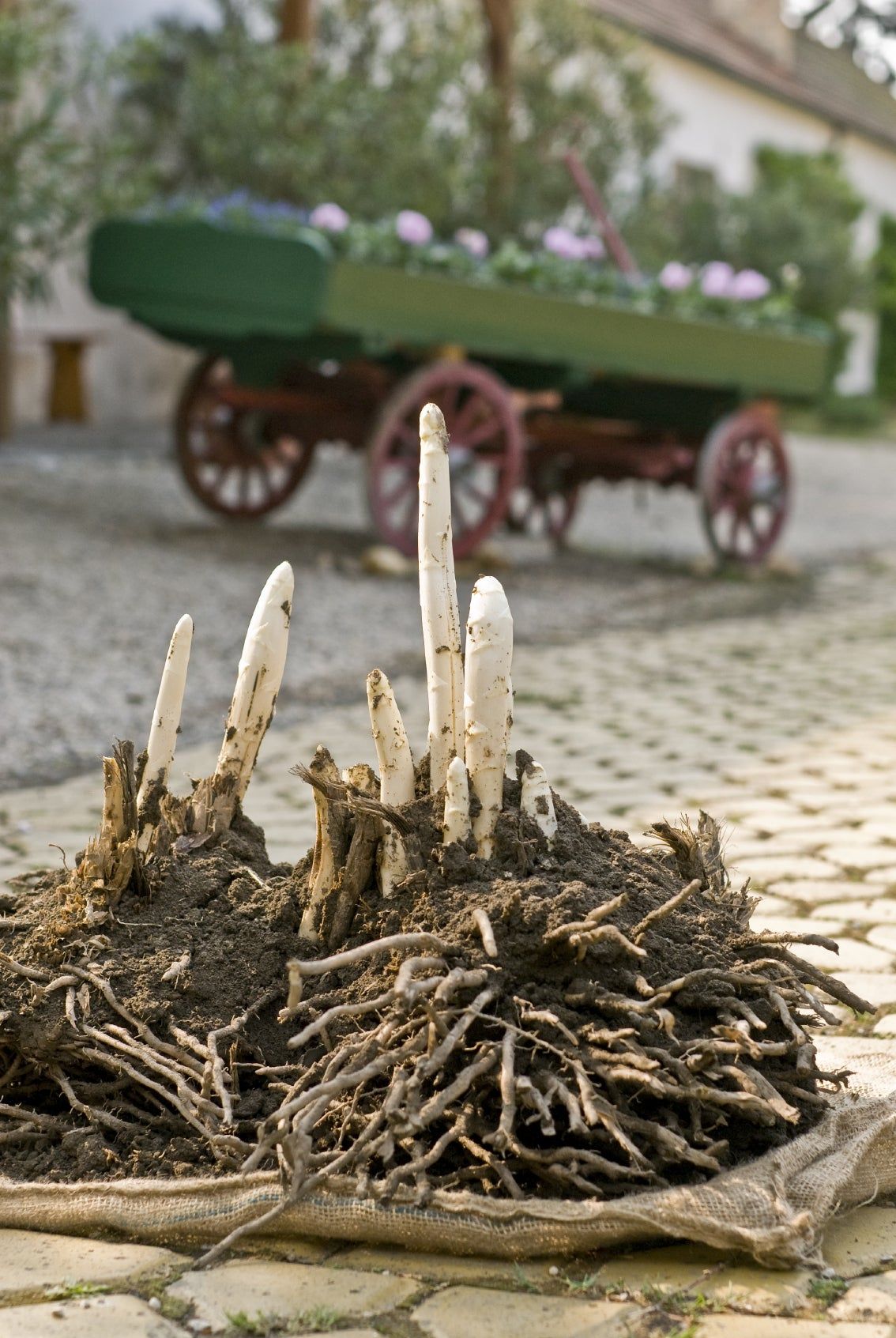 Uprooted Asparagus on Pavement