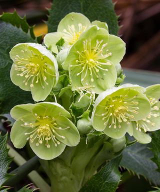 Corsican hellebore