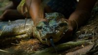 A person holding a northern green anaconda by the head.