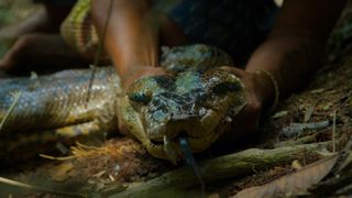 A person holding a northern green anaconda by the head.