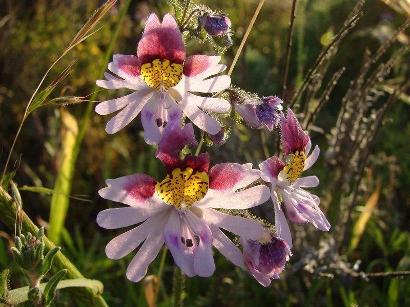 Schizanthus Flowers