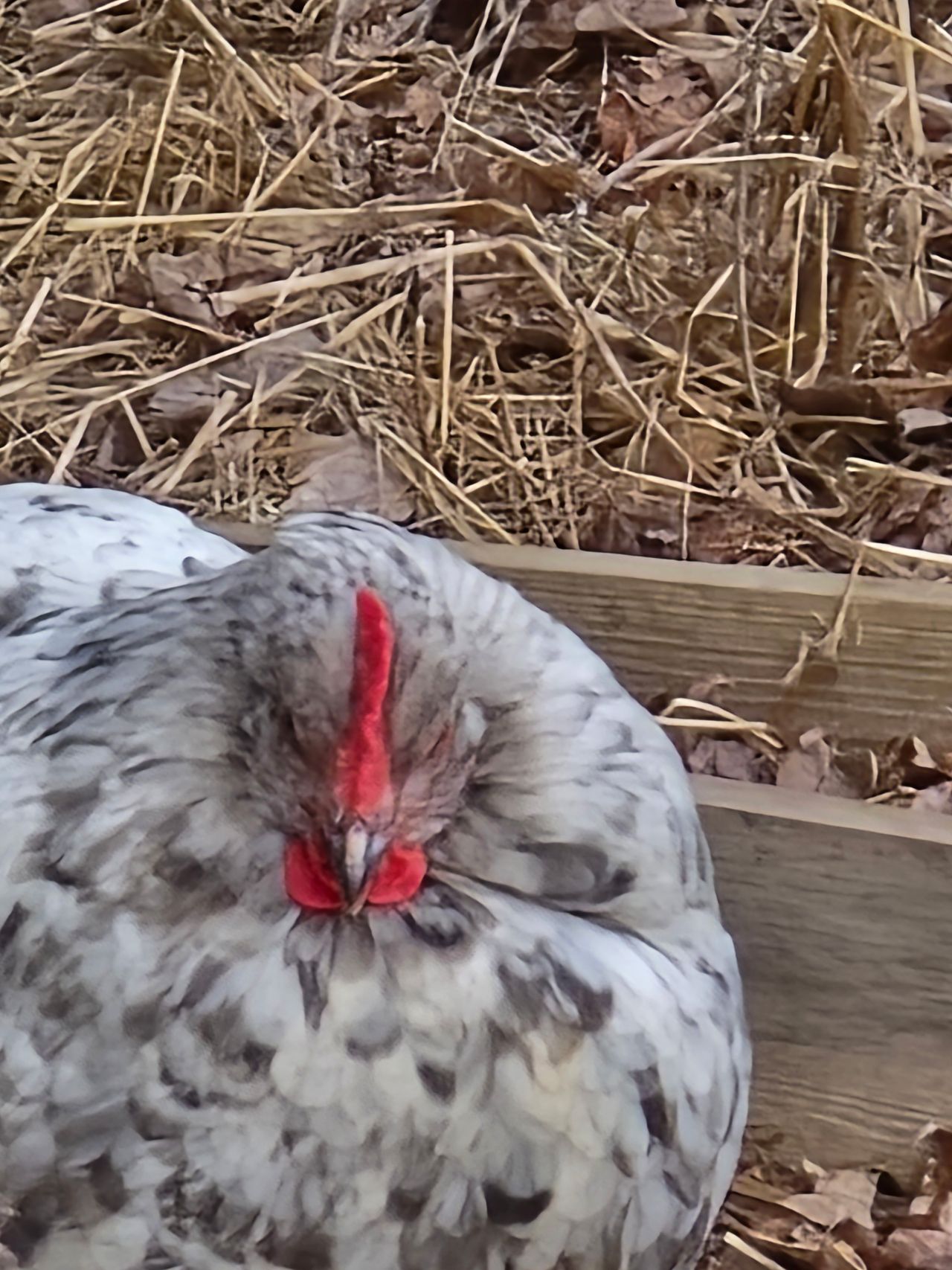 A 50x telephoto camera sample from the Samsung Galaxy S24 Ultra