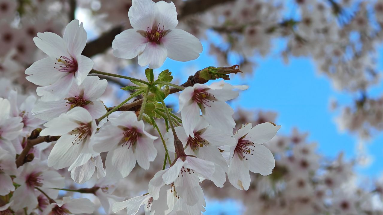 Honor Magic 5 Pro review camera images