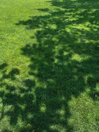 shady trees covering a lawn