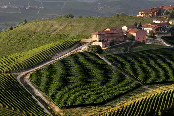 The-vineyards-of-Prunotto.jpg