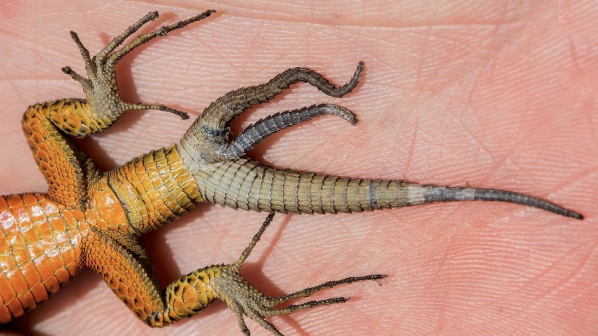 Lizards Regenerate Their Tails