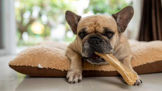 Dog lying in its bed with a rawhide bone in its mouth and a window blurred out in the background