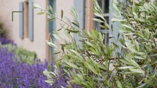 Close up image of an olive tree and lavender in a garden bed next to a house exterior 