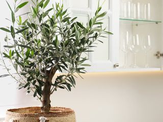 Indoor potted olive tree