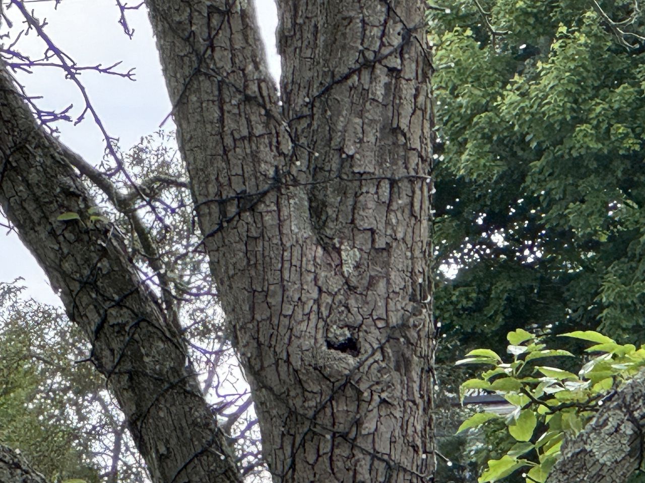 Apple iPhone 15 Pro zoom sample.