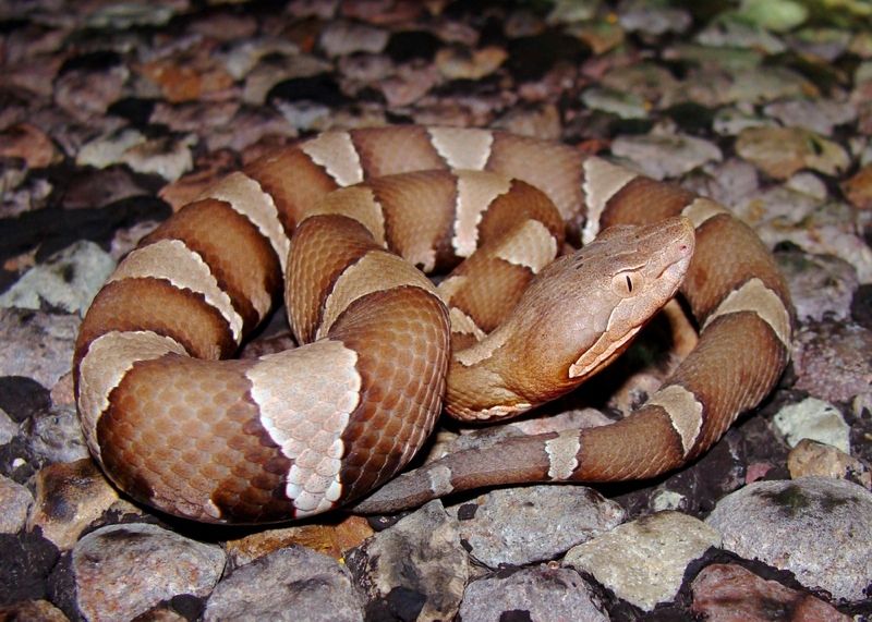 copperhead snake fangs