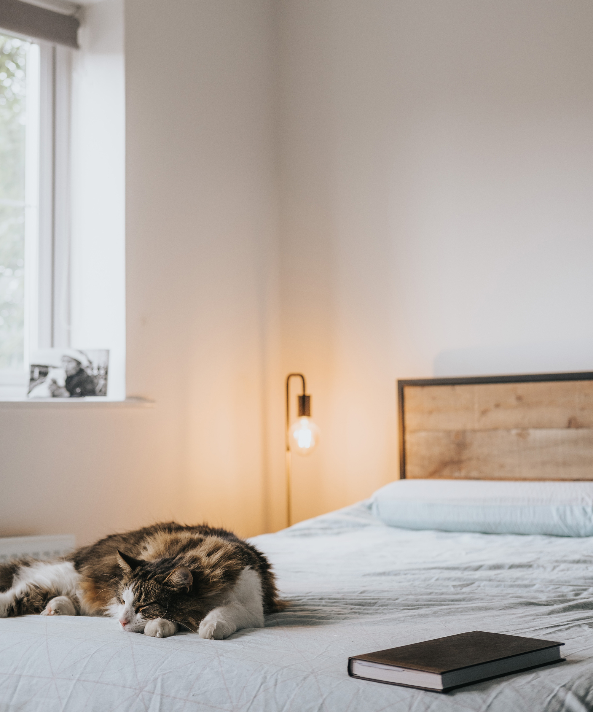 A cat lying on a bed with white duvet and small table lamp