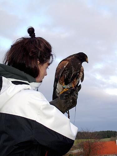 Ann Dorthe Riis knows how to handle a bird of prey