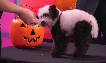 Jimmy Kimmel parades adorable shelter dogs dolled up for Halloween