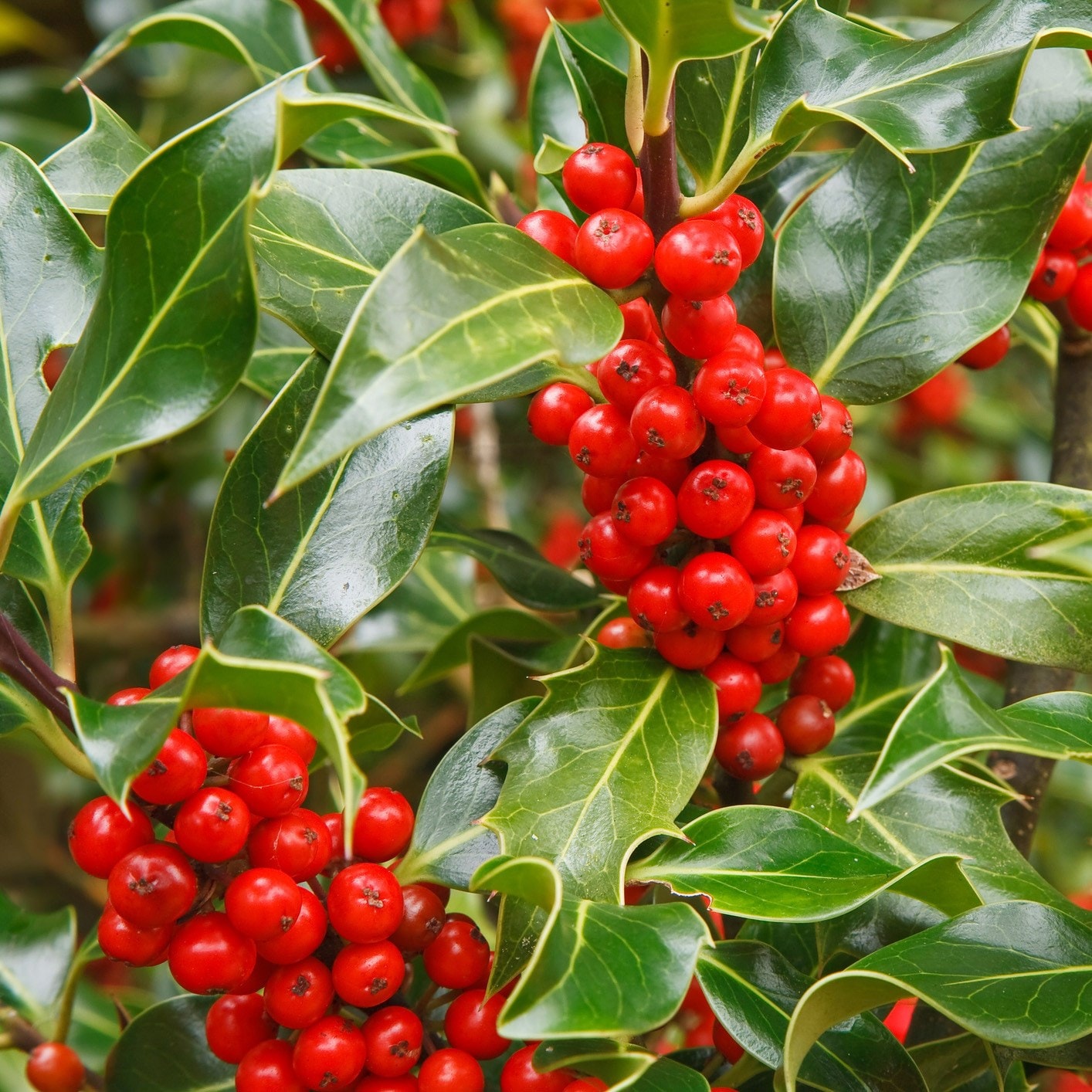 Ilex Aquifolium 'j.c. Van Tol'