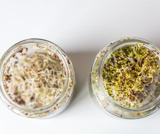 Sprouting broccoli seeds in a jar