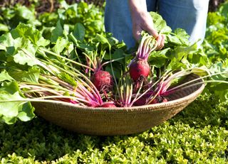 radishes being placed in a wicker bowl by a person in a kitchen garden