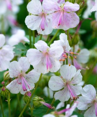 hardy geraniums Biokovo flowering in summer