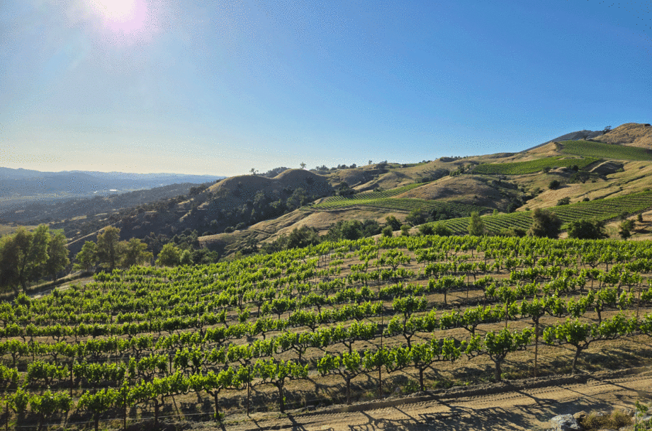 The view from Stonestreet's Upper Barn Vineyard.