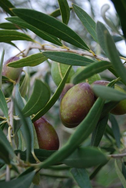 olive tree fruit