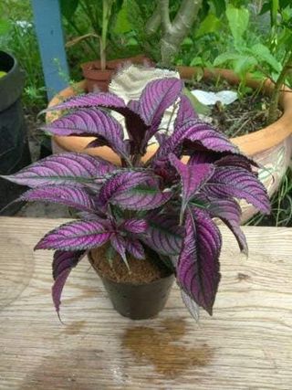 Persian shield plant