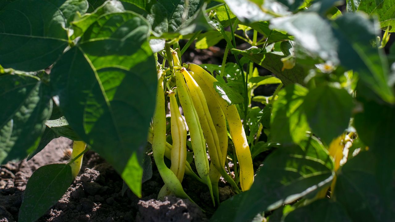 Runner beans