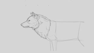 Sketch of a wolf's head and upper body