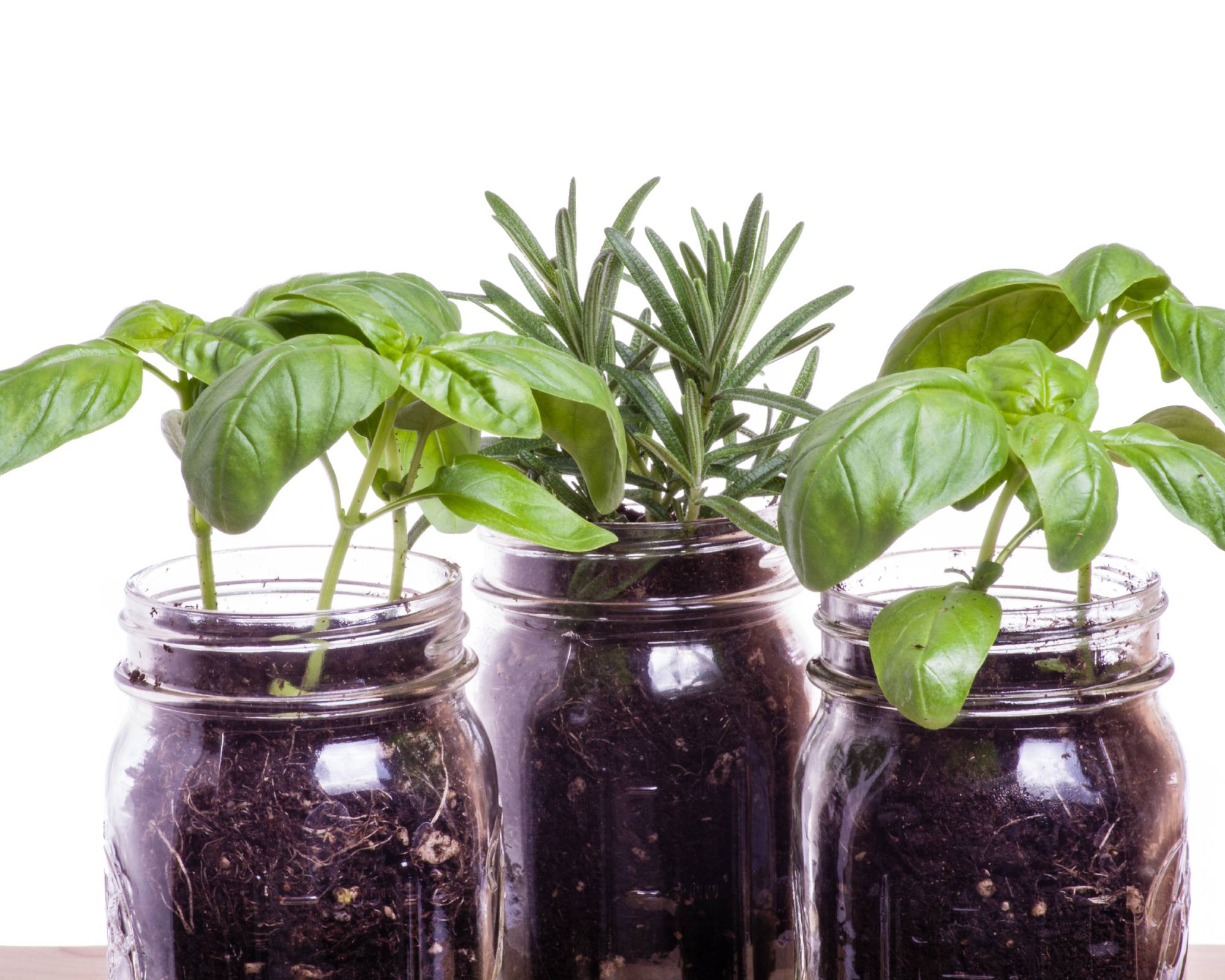 Three herb plants in mason jars