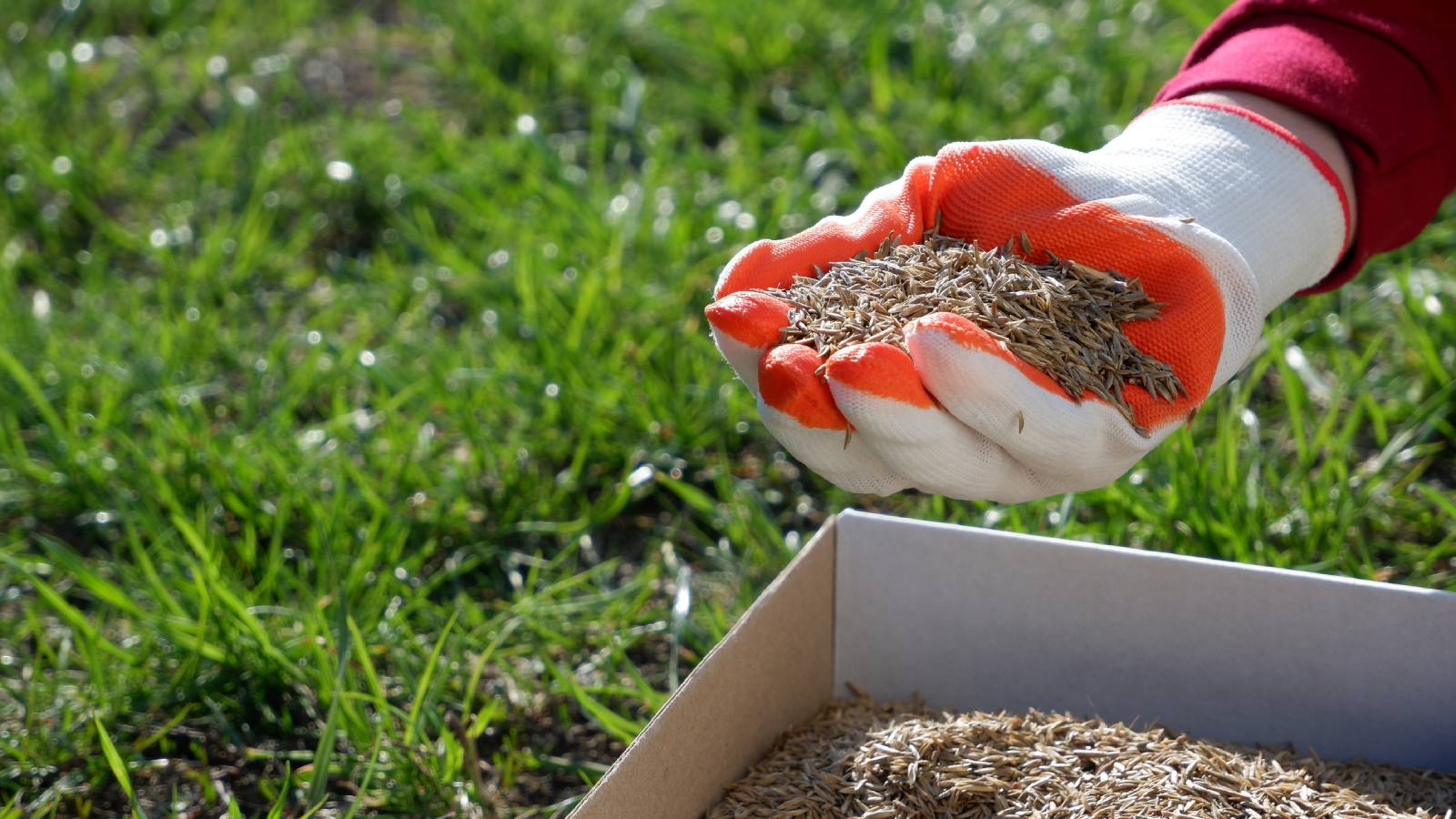 A gloved hand scoops grass seed over a lawn