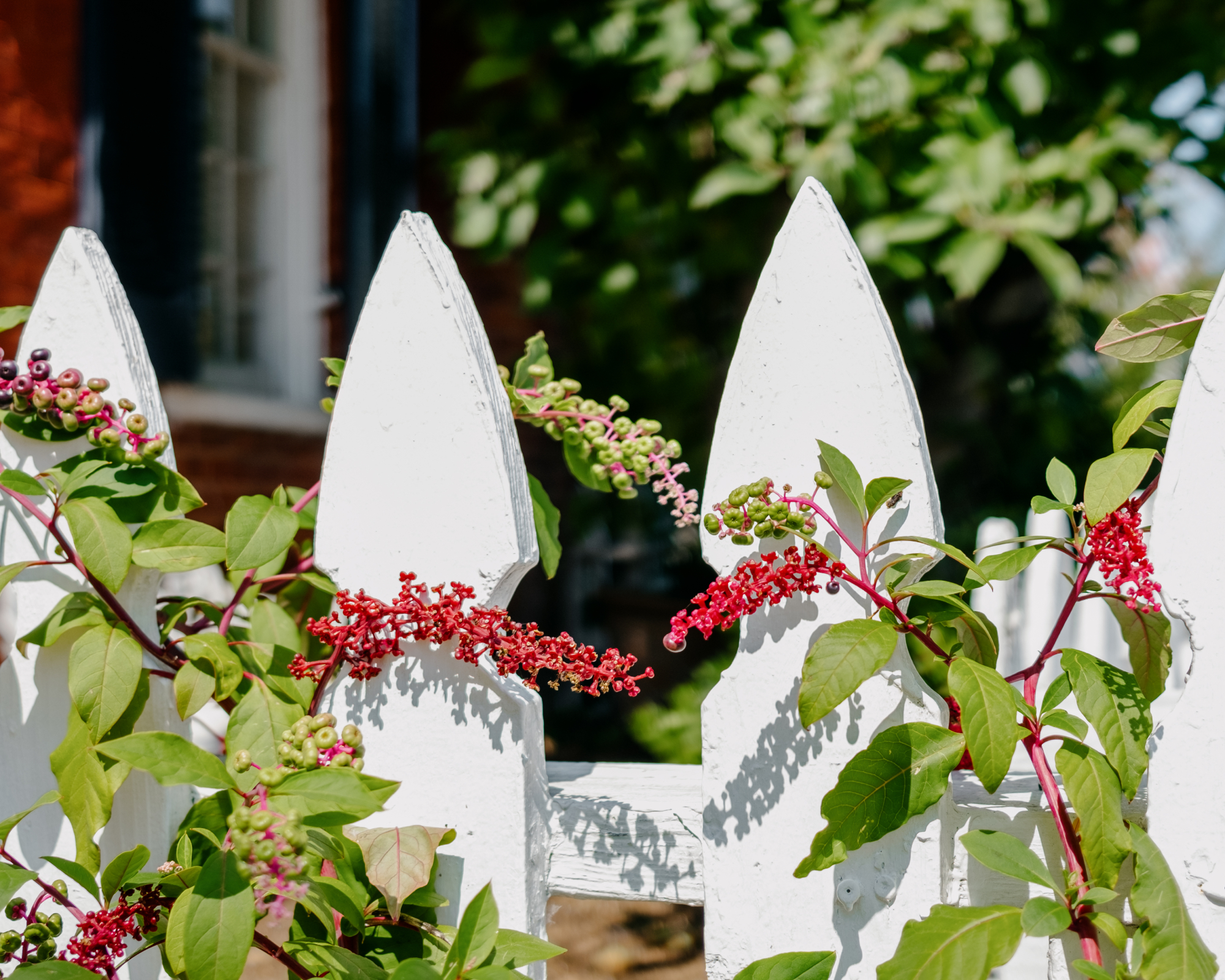 Pokeweed growing on picket fence