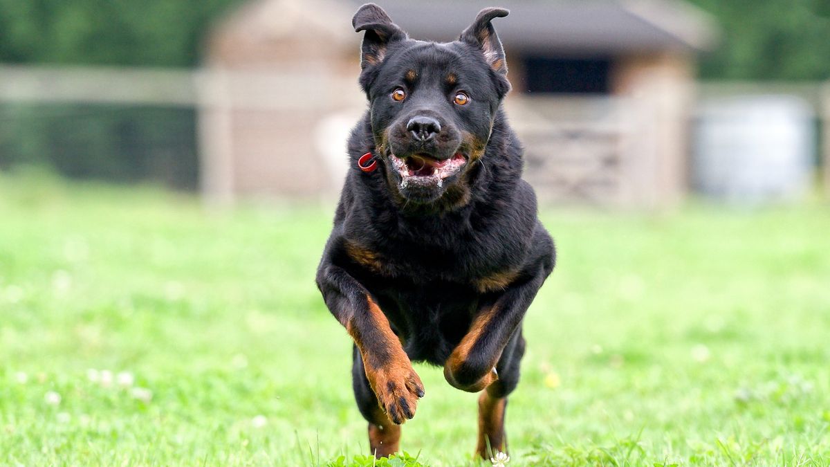 Dog running across the grass