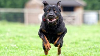 Dog running across the grass