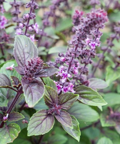 8 Beautiful Herbs That Belong In Flowerbeds | Gardening Know How