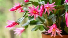 Easter cactus with pink flowers