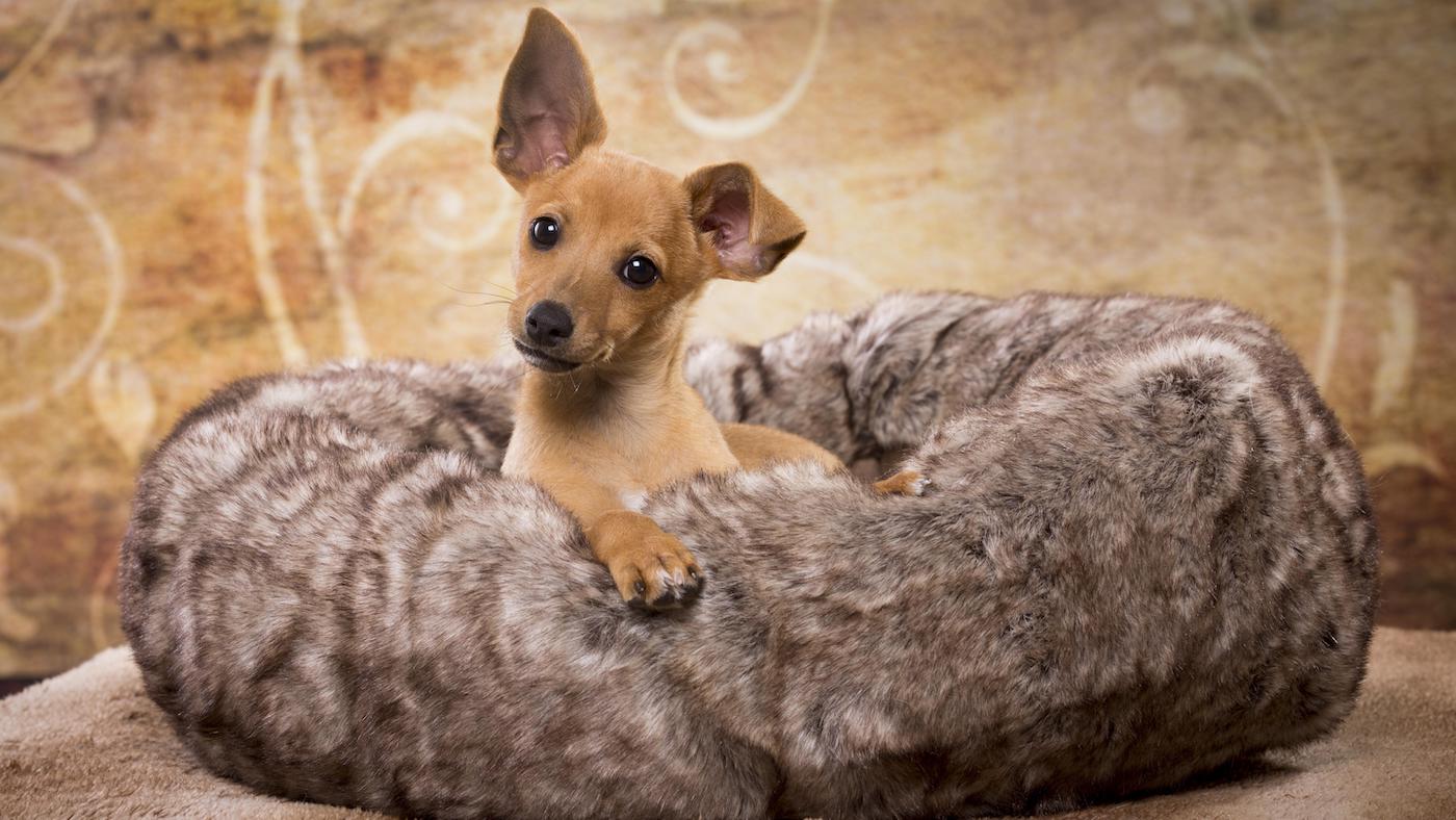 Puppy lying in soft bed