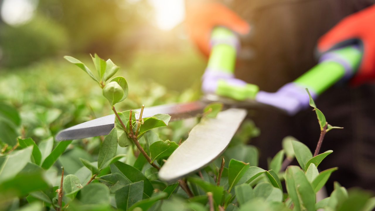 may gardening