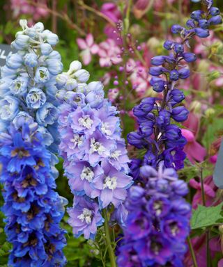 delphinium magic fountain varieties in blue, lilac and purple growing together