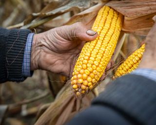 Weathered hands picking a sweet corn from its husk