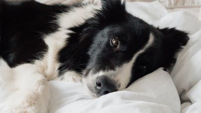 Black and white Collie dog sleeping on a white duvet and mattress