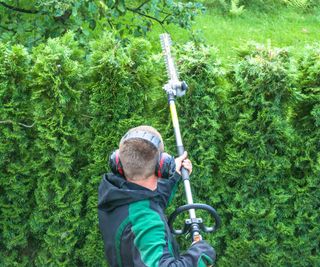 Using a telescopic hedge trimmer