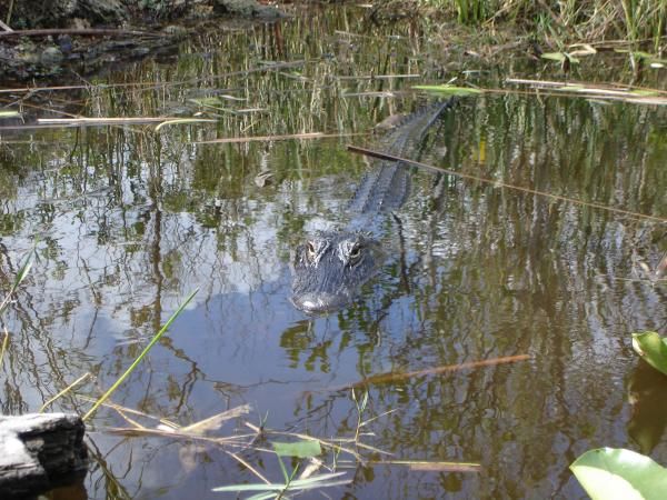 Florida Everglades: Follow the 'River of Grass' (Photos) | Live Science