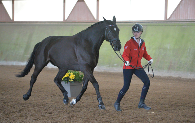 saumur 2015 trot action