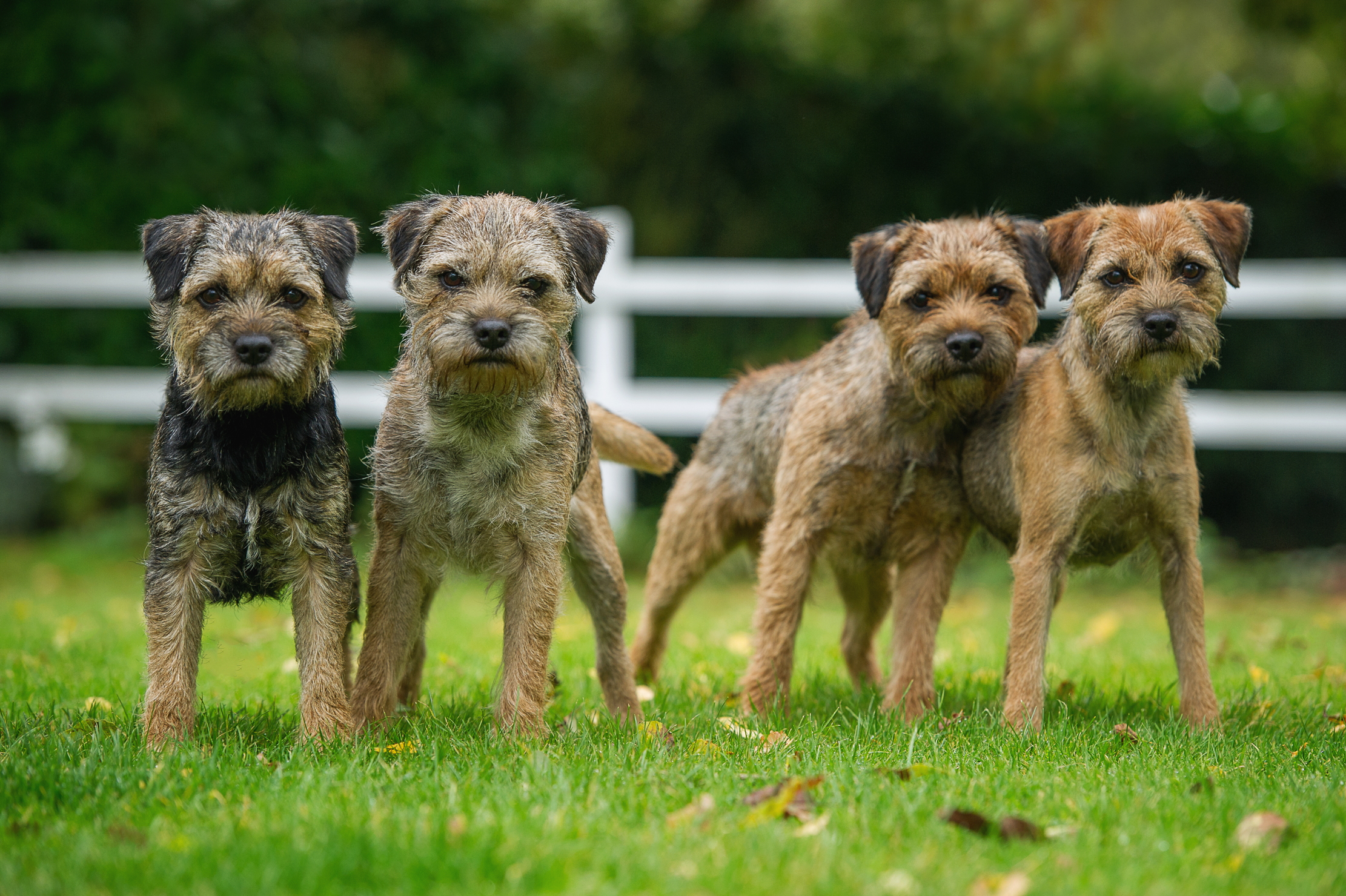 Four border terriers stare down the barrel of a camera.