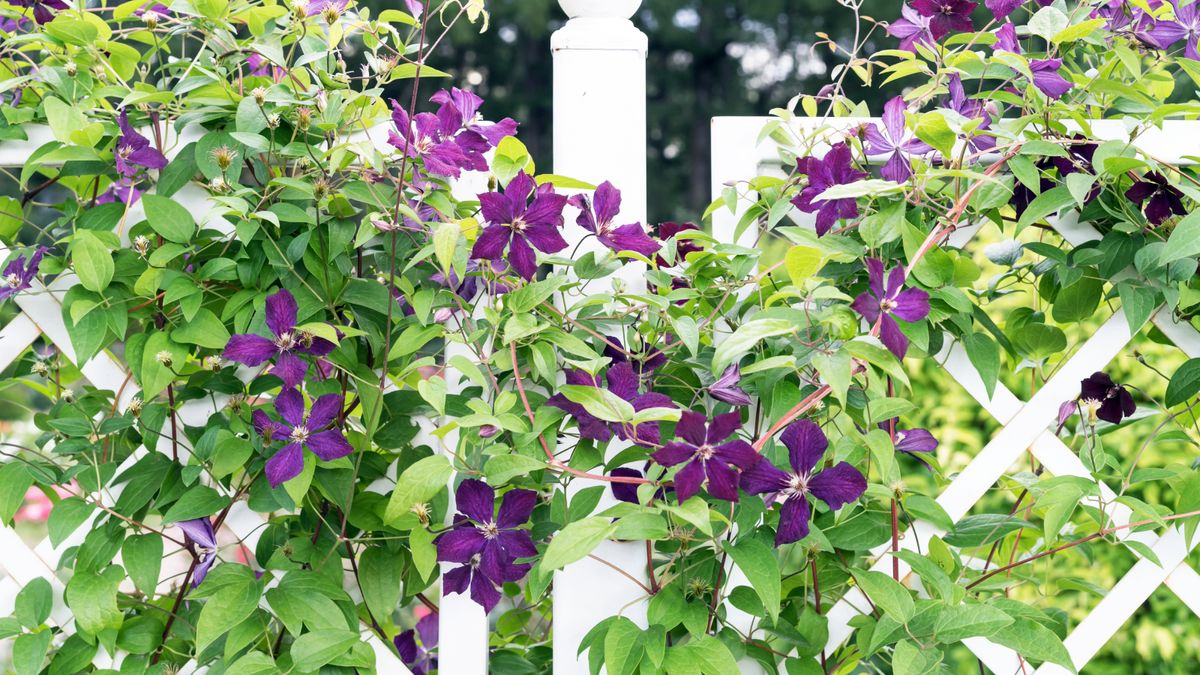 These 7 Beautiful Trellises Will Turn Climbing Plants Into the Stars of Your Garden