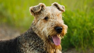Airedale Terrier lying in the grass