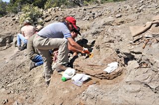 Carolyn Levitt-Bussian, a collections manager of paleontology at the Natural History Museum of Utah, excavates the tail vertebrae of Akainacephalus johnsoni.