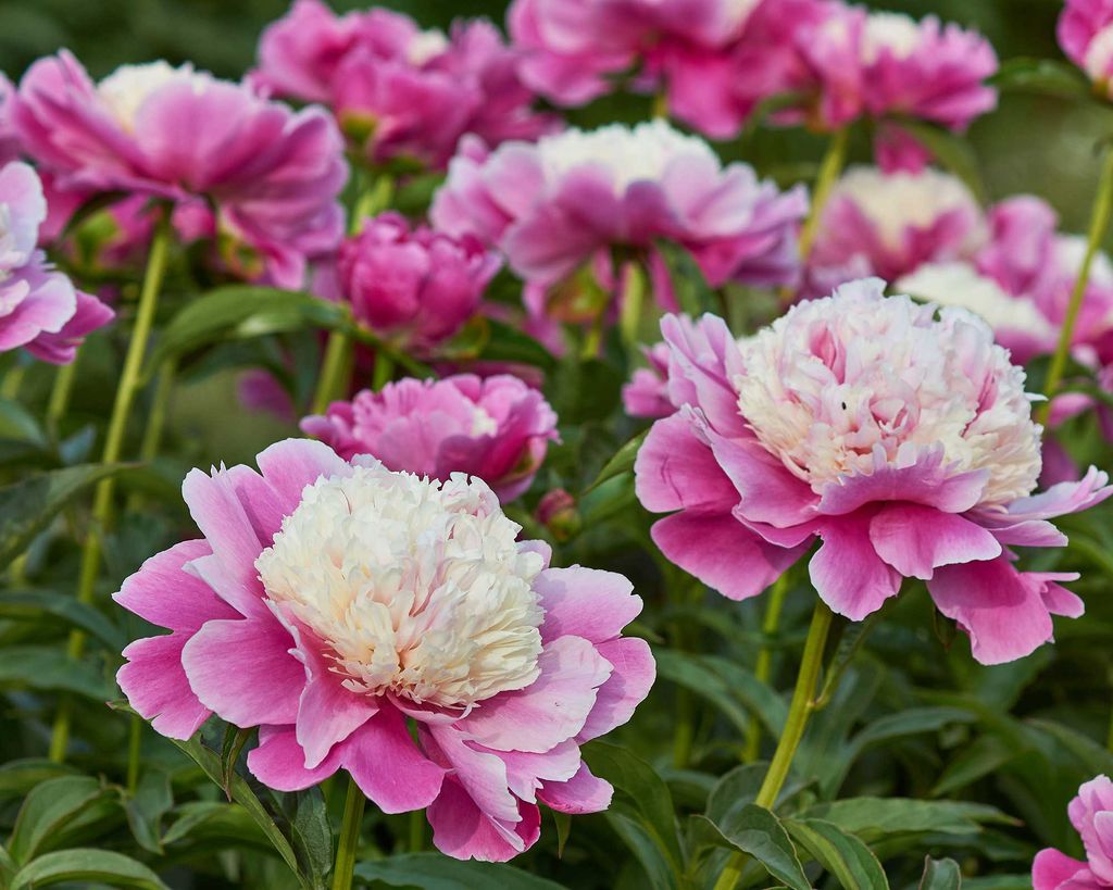 Why are my peonies not blooming? 5 problems and solutions Gardeningetc
