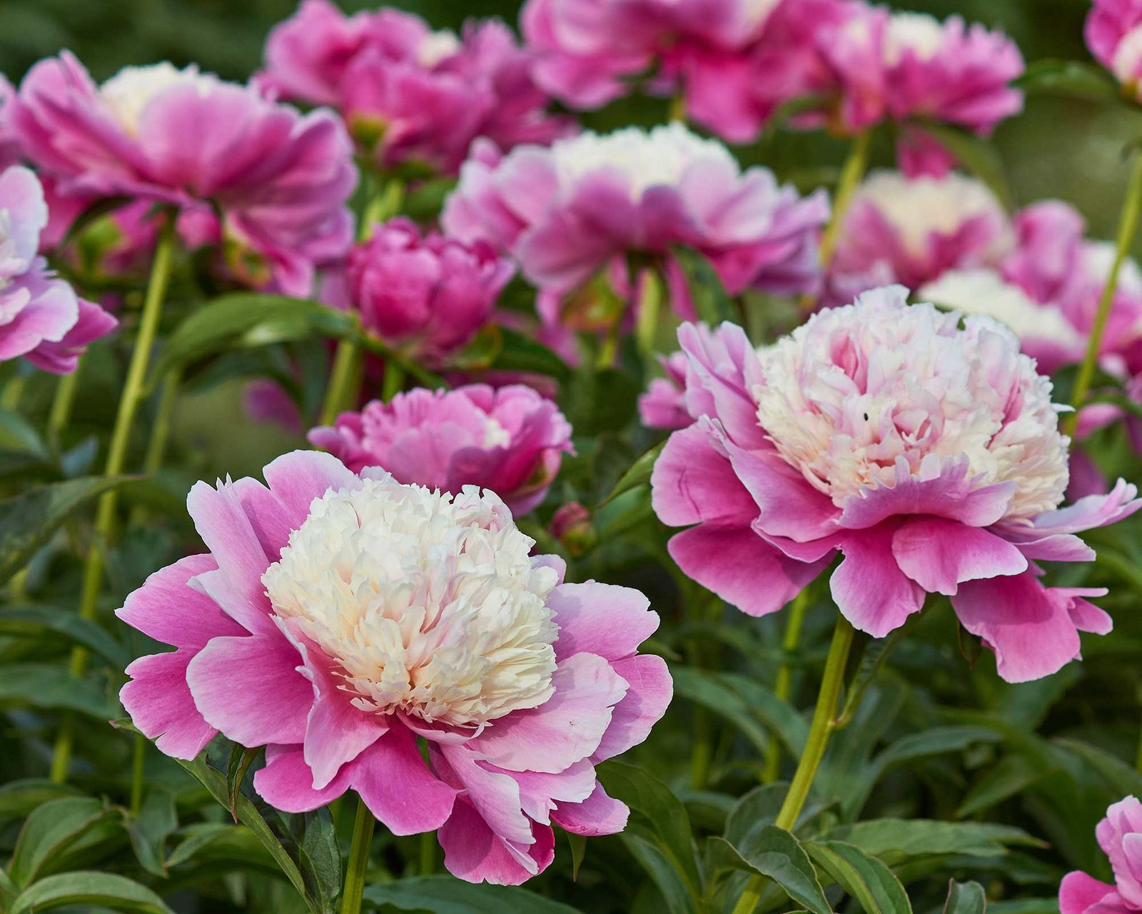 Why are my peonies not blooming? 5 problems and solutions Gardeningetc